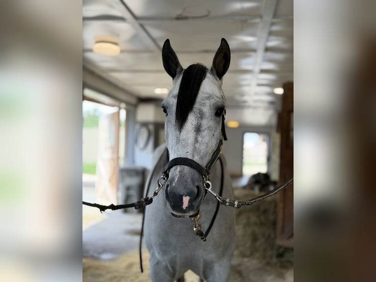 Percheron Mix Wallach 5 Jahre Schimmel in Gap