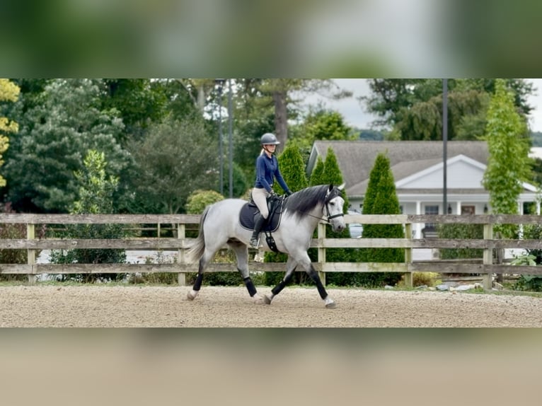 Percheron Mix Wallach 5 Jahre Schimmel in Gap