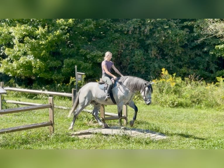 Percheron Mix Wallach 5 Jahre Schimmel in Gap