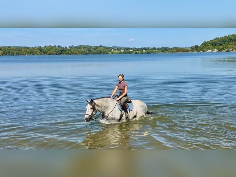 Percheron Mix Wallach 5 Jahre Schimmel in Gap