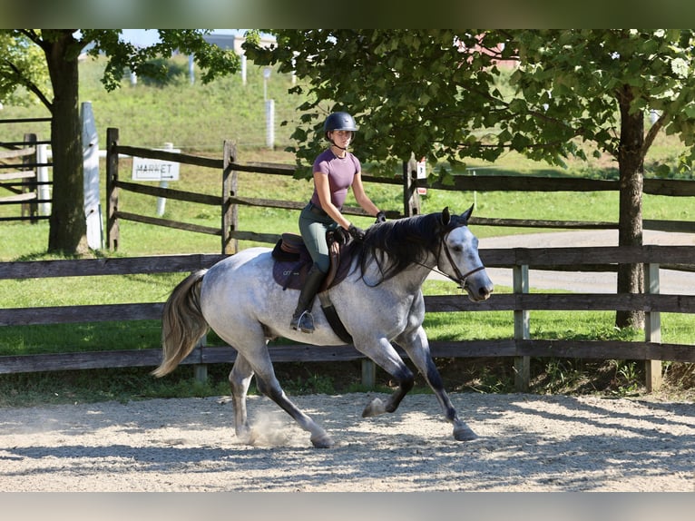 Percheron Mix Wallach 5 Jahre Schimmel in Gap