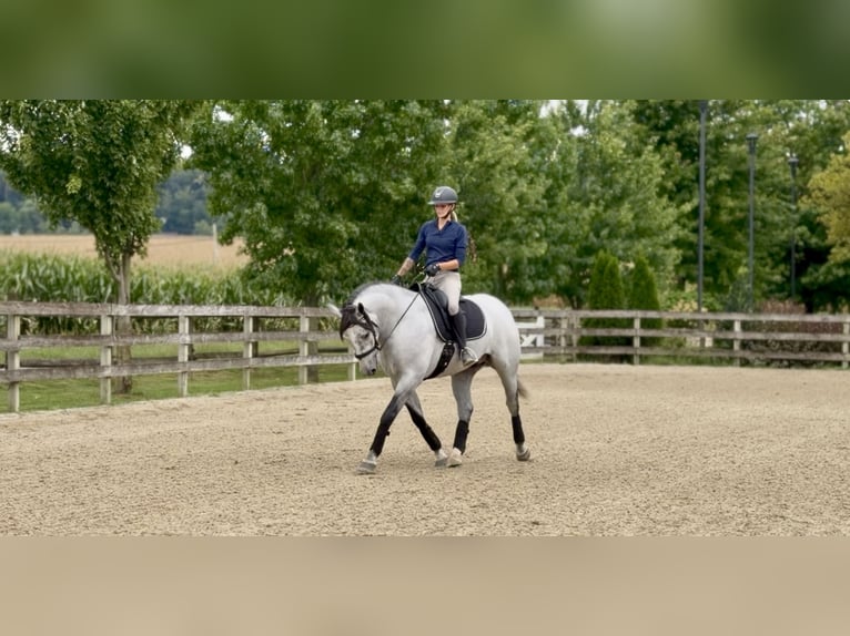 Percheron Mix Wallach 5 Jahre Schimmel in Gap
