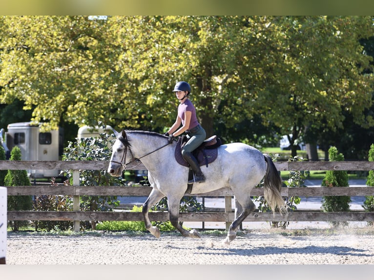 Percheron Mix Wallach 5 Jahre Schimmel in Gap