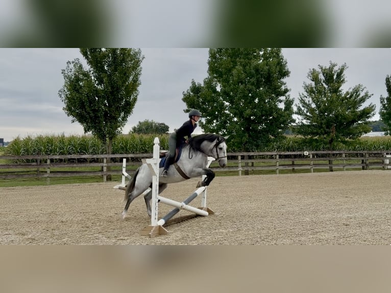 Percheron Mix Wallach 5 Jahre Schimmel in Gap