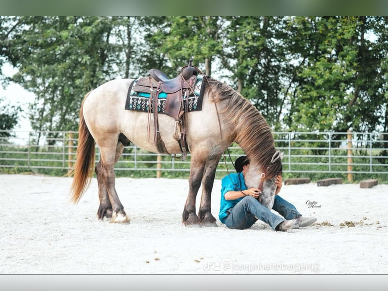 Percheron Wallach 5 Jahre Schimmel in Independence IA