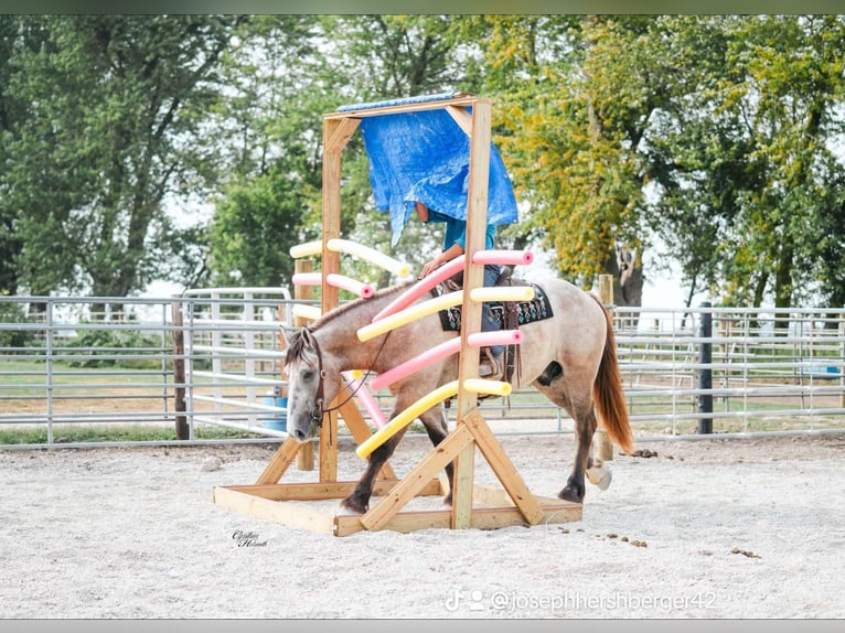 Percheron Wallach 5 Jahre Schimmel in Independence IA