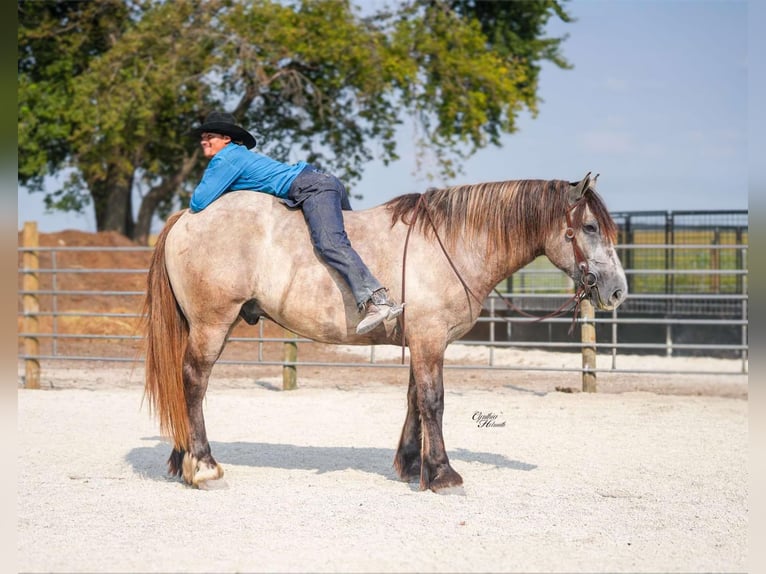 Percheron Wallach 5 Jahre Schimmel in Independence IA