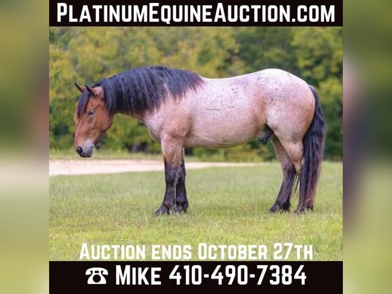Percheron Wallach 6 Jahre 152 cm Roan-Bay in Mountain Grove MO