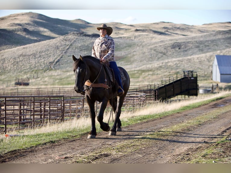 Percheron Wallach 6 Jahre 163 cm Rappe in Georgetown, TX