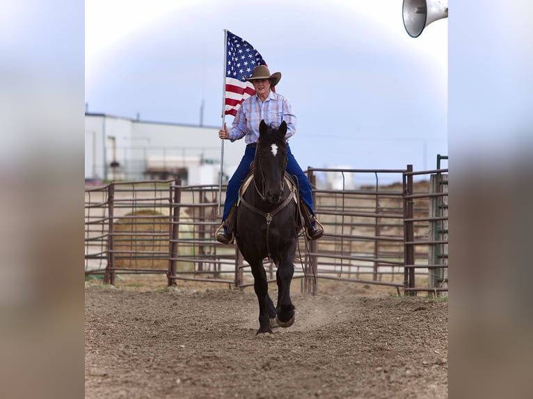 Percheron Wallach 6 Jahre 163 cm Rappe in Georgetown, TX
