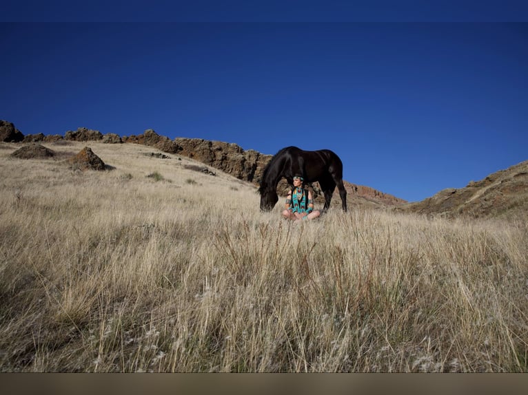 Percheron Wallach 6 Jahre 163 cm Rappe in Georgetown, TX
