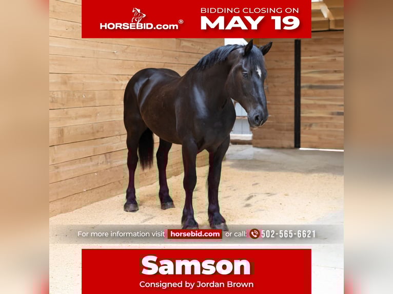 Percheron Wallach 6 Jahre 163 cm Rappe in Georgetown, TX