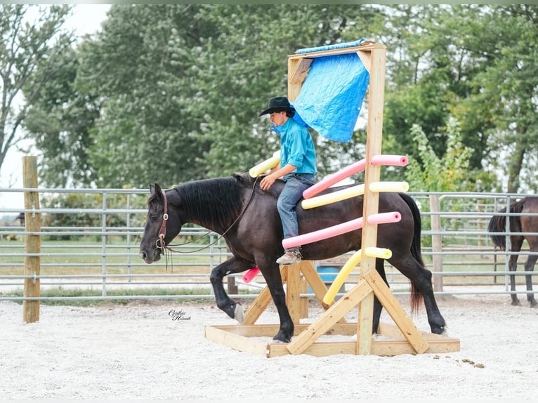 Percheron Wallach 6 Jahre 163 cm Rappe in Independence IA