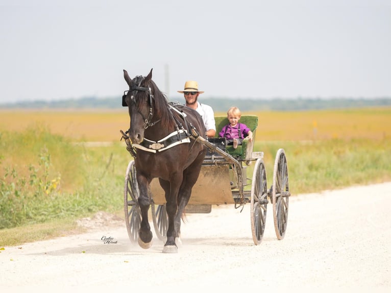 Percheron Wallach 6 Jahre 163 cm Rappe in Independence IA