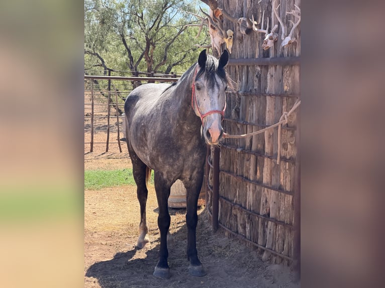 Percheron Mix Wallach 6 Jahre 163 cm Roan-Blue in Newcastle