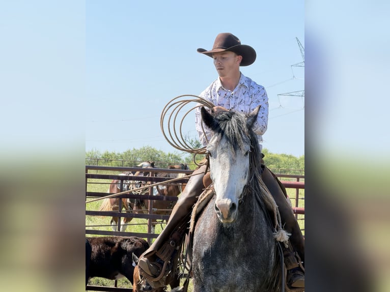 Percheron Mix Wallach 6 Jahre 163 cm Roan-Blue in Newcastle