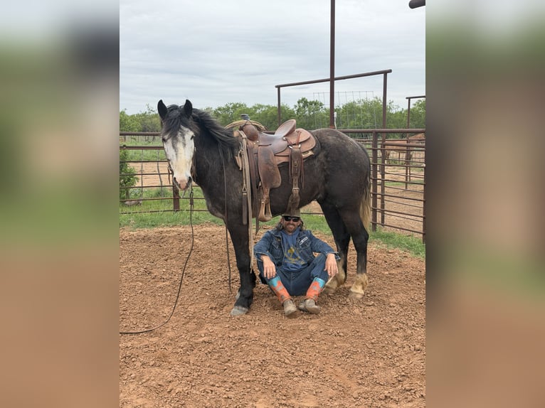Percheron Mix Wallach 6 Jahre 163 cm Roan-Blue in Newcastle