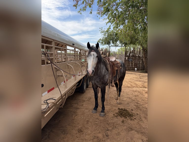 Percheron Mix Wallach 6 Jahre 163 cm Roan-Blue in Newcastle