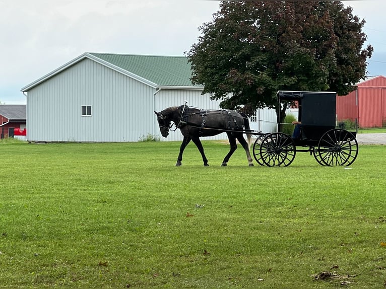 Percheron Mix Wallach 6 Jahre 163 cm Schimmel in Jackson