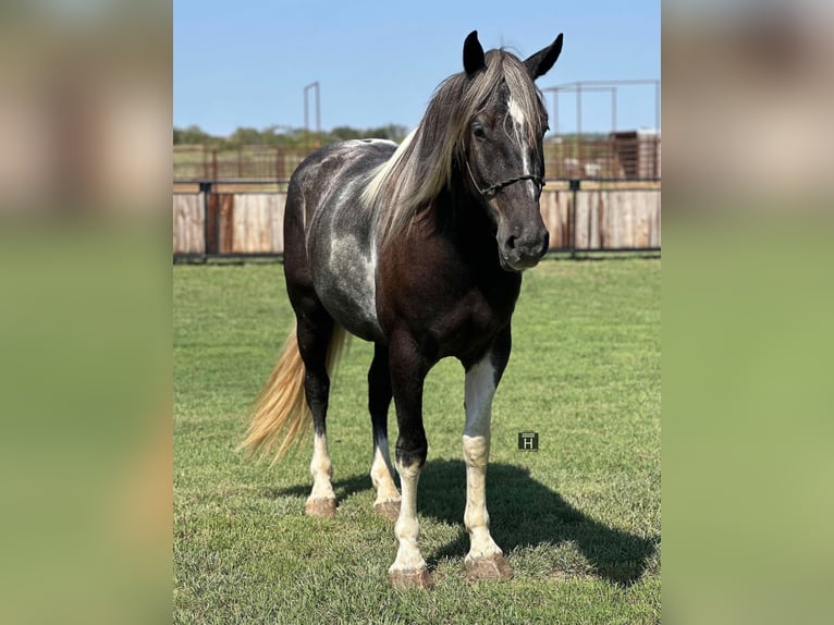 Percheron Wallach 6 Jahre 163 cm Tobiano-alle-Farben in Jacksboro TX