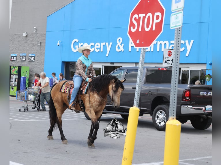 Percheron Wallach 6 Jahre 165 cm Buckskin in Gladstone, NJ
