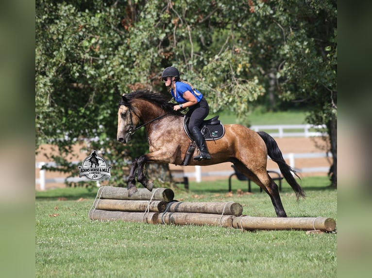 Percheron Wallach 6 Jahre 165 cm Buckskin in Gladstone, NJ