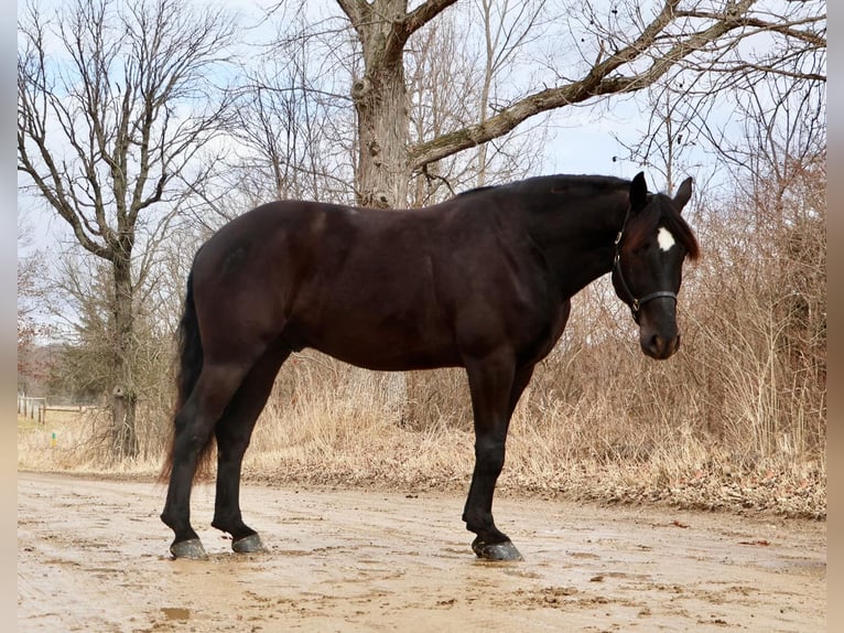 Percheron Wallach 6 Jahre 165 cm Rappe in Howell, MI