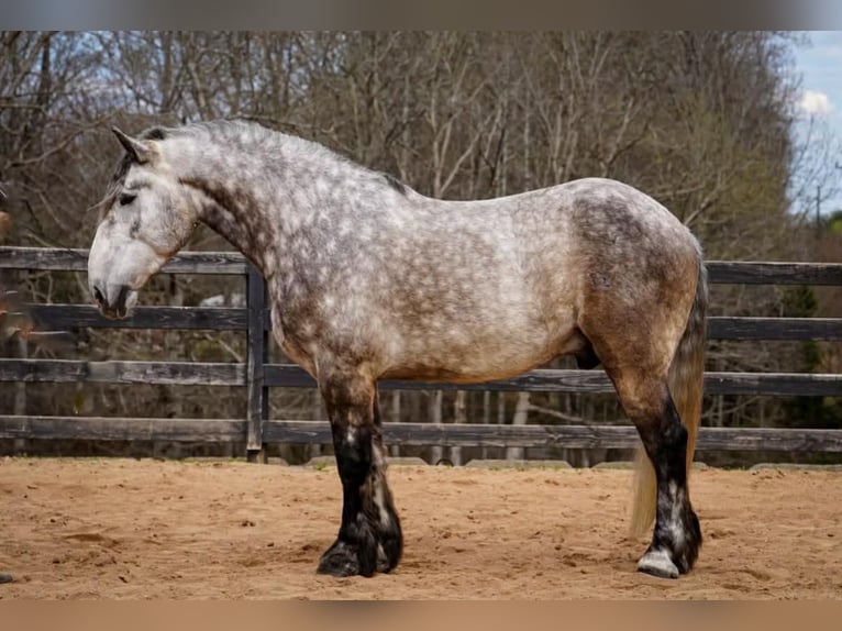 Percheron Mix Wallach 6 Jahre 165 cm Schimmel in Clover