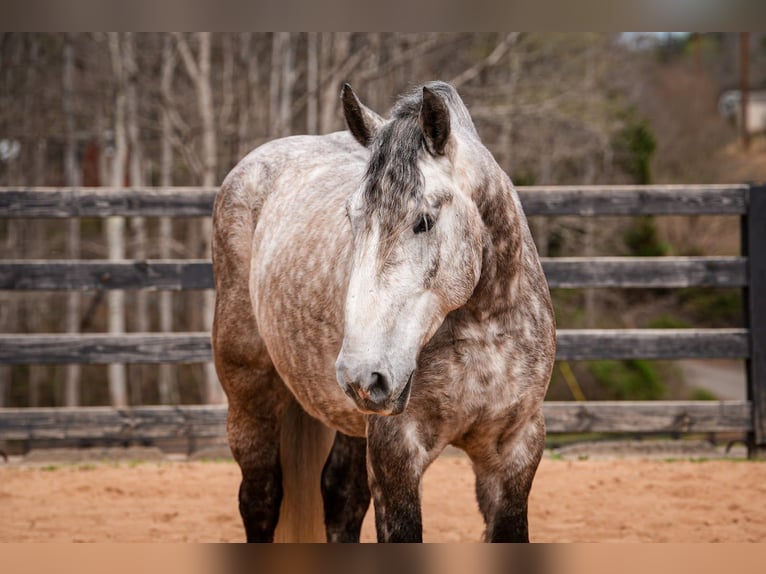 Percheron Mix Wallach 6 Jahre 165 cm Schimmel in Clover