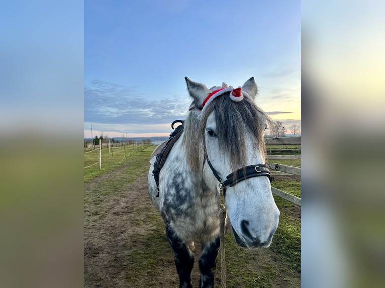 Percheron Mix Wallach 6 Jahre 167 cm Apfelschimmel in Demen