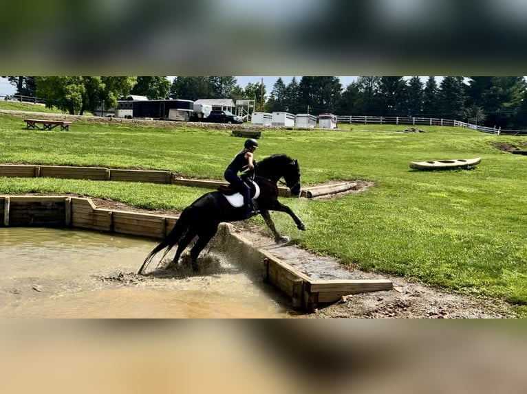 Percheron Mix Wallach 6 Jahre 168 cm Rappe in Gap