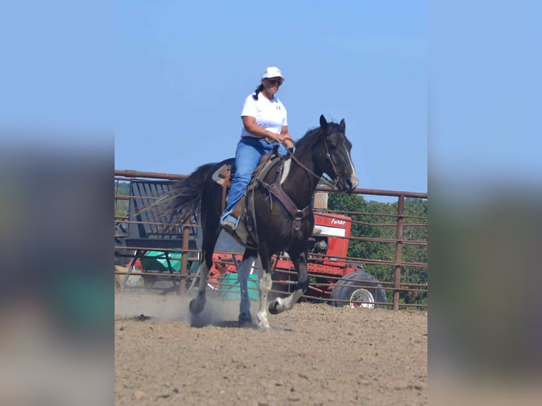 Percheron Wallach 6 Jahre 168 cm Tobiano-alle-Farben in Princeton MO