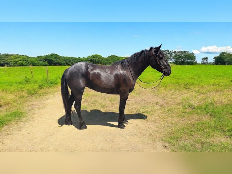 Percheron Wallach 6 Jahre 170 cm Roan-Blue in Camden, MI