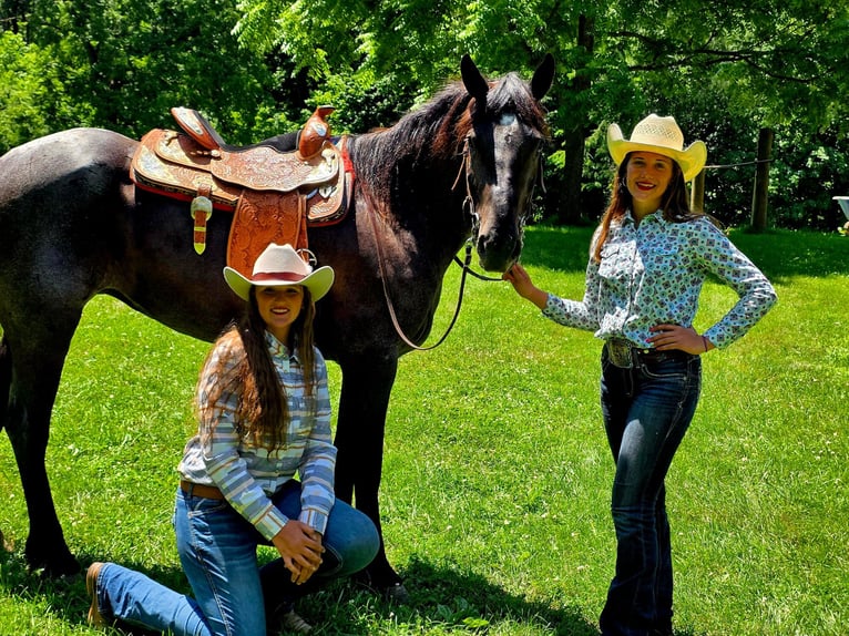 Percheron Wallach 6 Jahre 170 cm Roan-Blue in Camden, MI