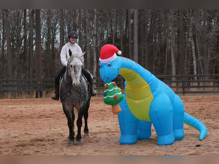 Percheron Mix Wallach 6 Jahre 170 cm Schimmel in Clover