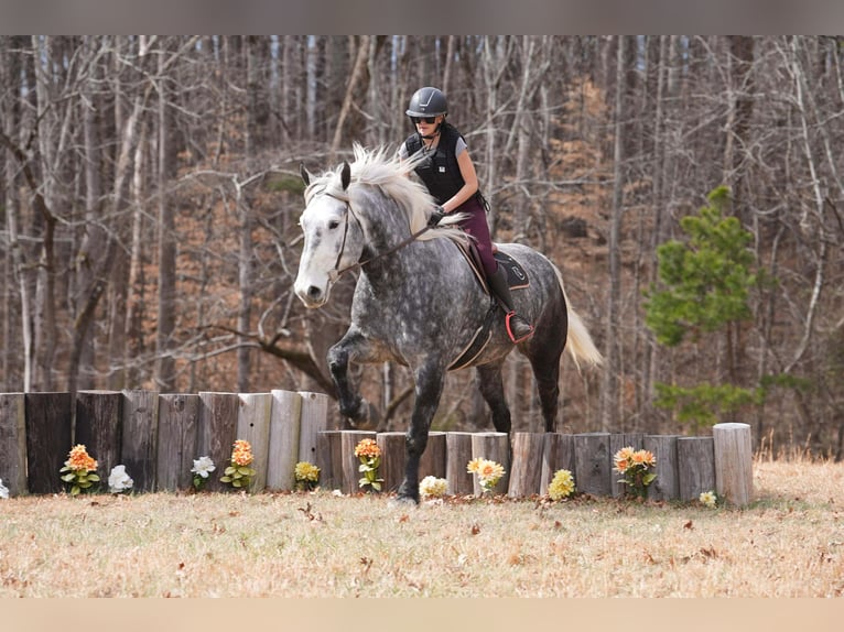 Percheron Mix Wallach 6 Jahre 170 cm Schimmel in Clover