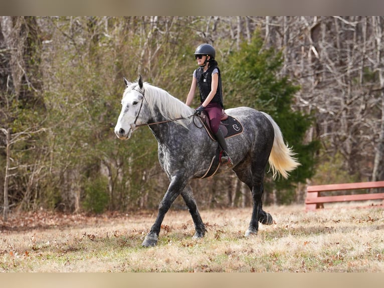 Percheron Mix Wallach 6 Jahre 170 cm Schimmel in Clover