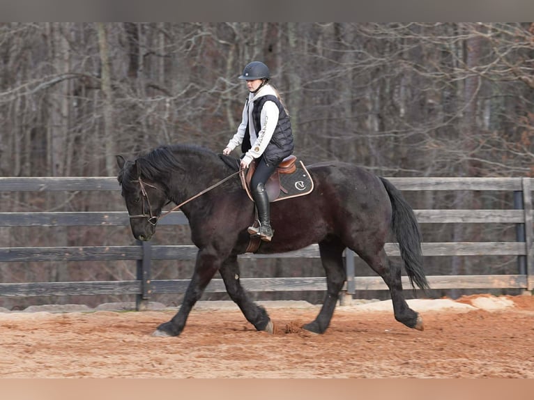 Percheron Mix Wallach 6 Jahre 173 cm Rappe in Clover