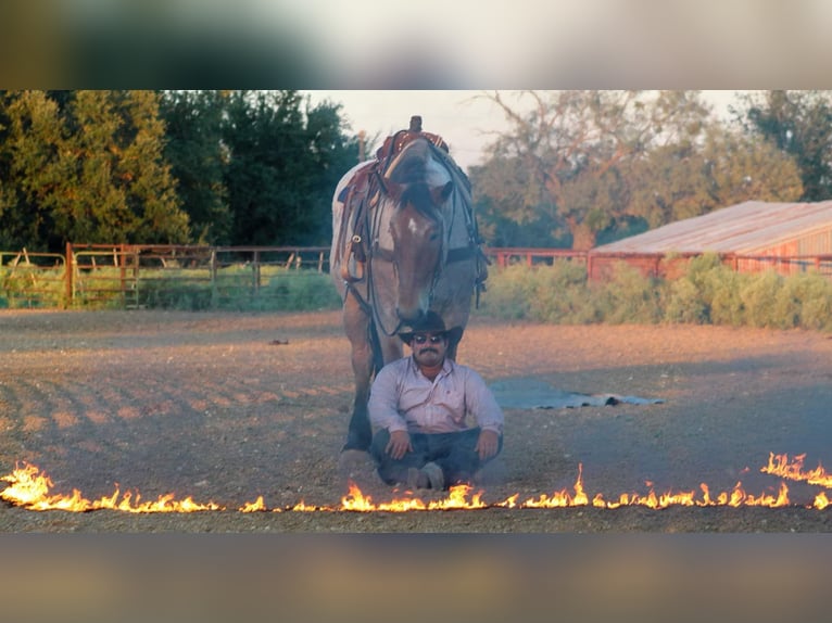 Percheron Wallach 6 Jahre 173 cm Roan-Bay in Stephenville TX