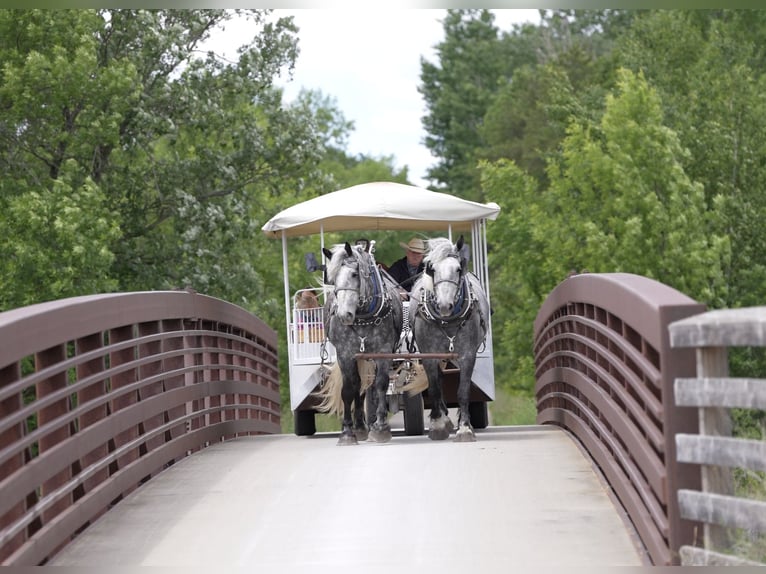 Percheron Wallach 6 Jahre 173 cm Schimmel in Nevis