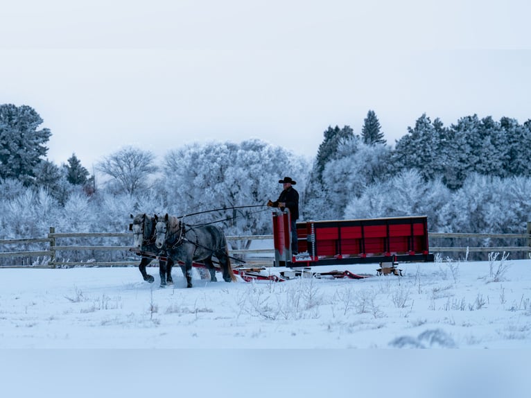 Percheron Wallach 6 Jahre 173 cm Schimmel in Nevis