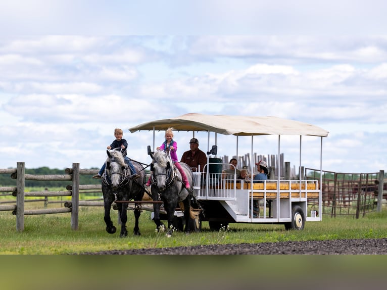 Percheron Wallach 6 Jahre 173 cm Schimmel in Nevis
