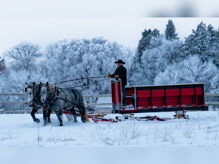 Percheron Wallach 6 Jahre 173 cm Schimmel in Nevis