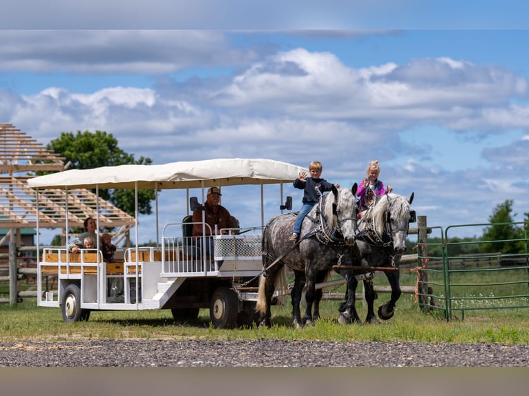 Percheron Wallach 6 Jahre 173 cm Schimmel in Nevis