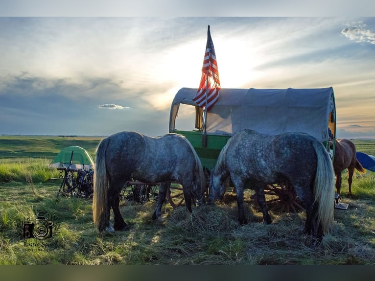 Percheron Wallach 6 Jahre 173 cm Schimmel in Nevis