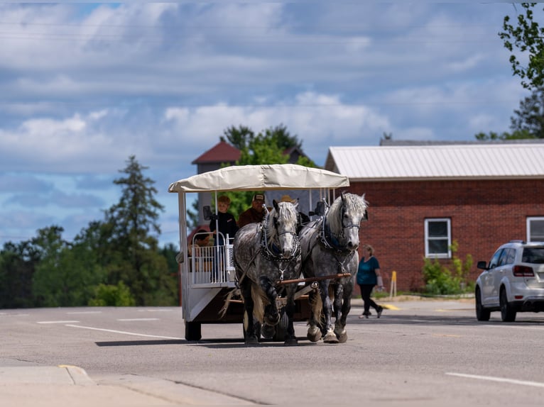Percheron Wallach 6 Jahre 173 cm Schimmel in Nevis