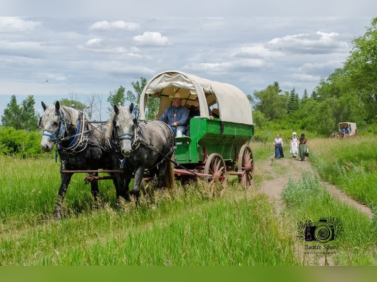 Percheron Wallach 6 Jahre 173 cm Schimmel in Nevis