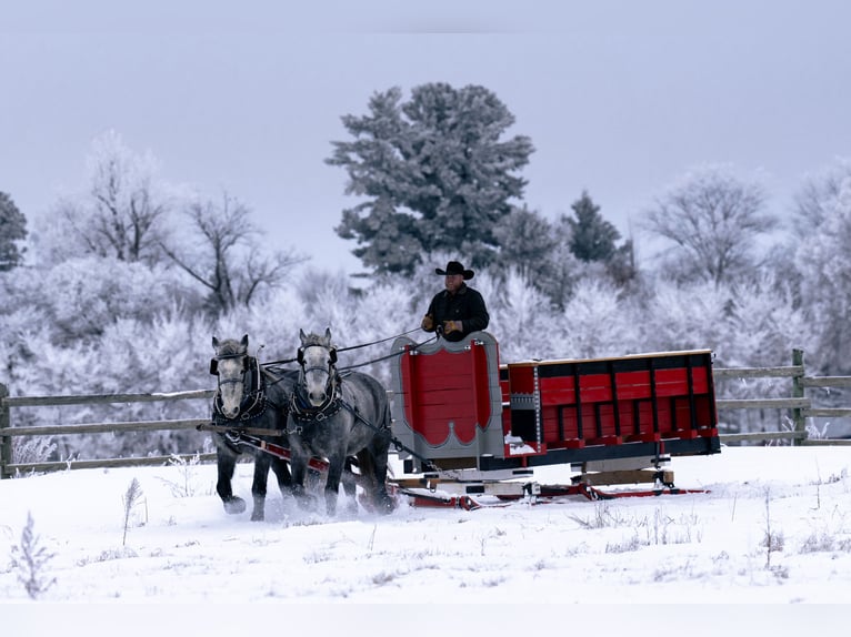 Percheron Wallach 6 Jahre 173 cm Schimmel in Nevis