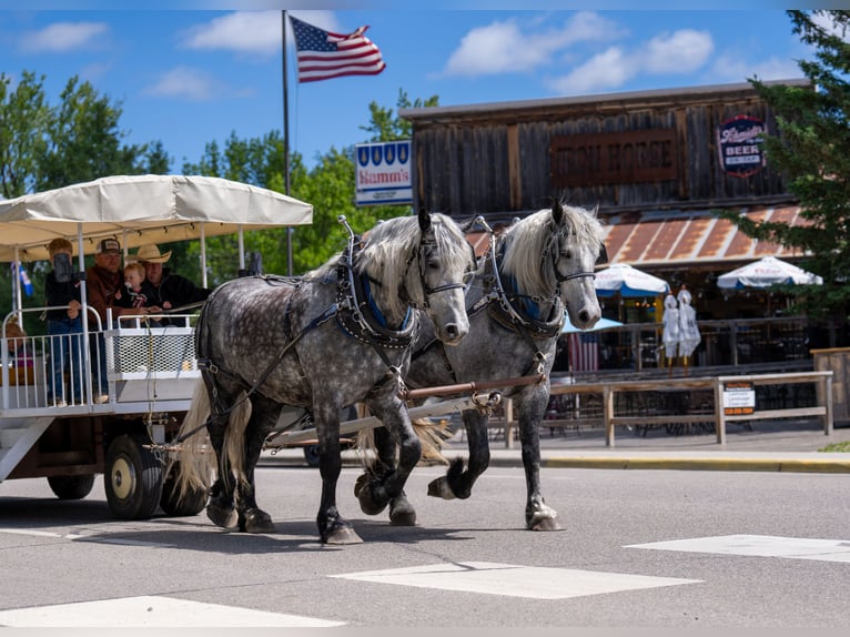 Percheron Wallach 6 Jahre 173 cm Schimmel in Nevis