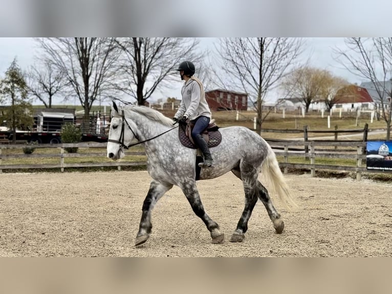 Percheron Mix Wallach 6 Jahre 173 cm Schimmel in Gap